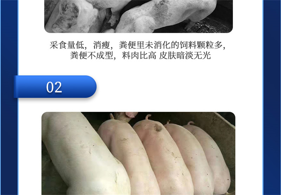 冠军体育CMP动保猪饲料添加剂肥猪王产品介绍